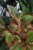 aglaonema siam aurora xl (1).JPG