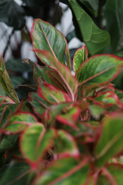 aglaonema siam aurora xl (1).JPG