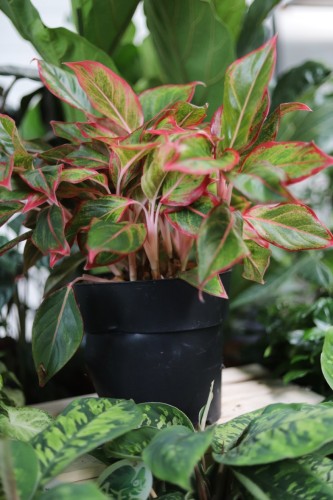 aglaonema siam aurora xl (2).JPG