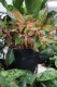 aglaonema siam aurora xl (2).JPG