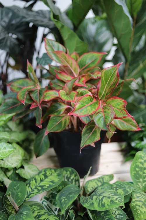 aglaonema siam aurora xl (3).JPG
