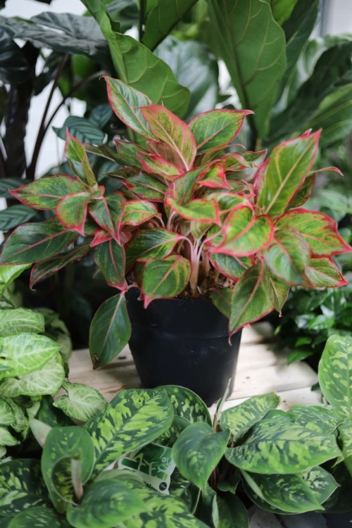 aglaonema siam aurora xl (4).JPG