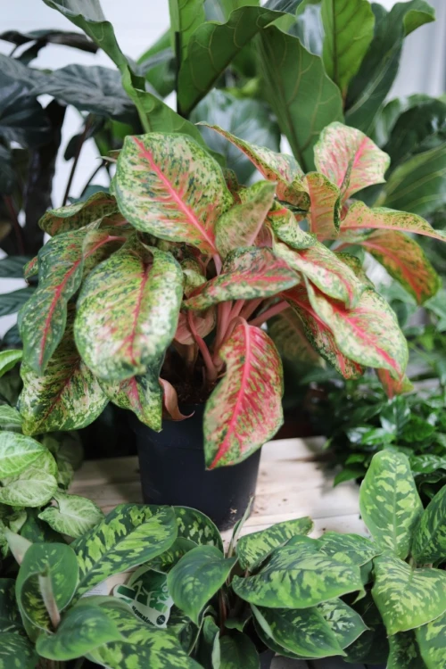 aglaonema painted celebration xl (1).JPG