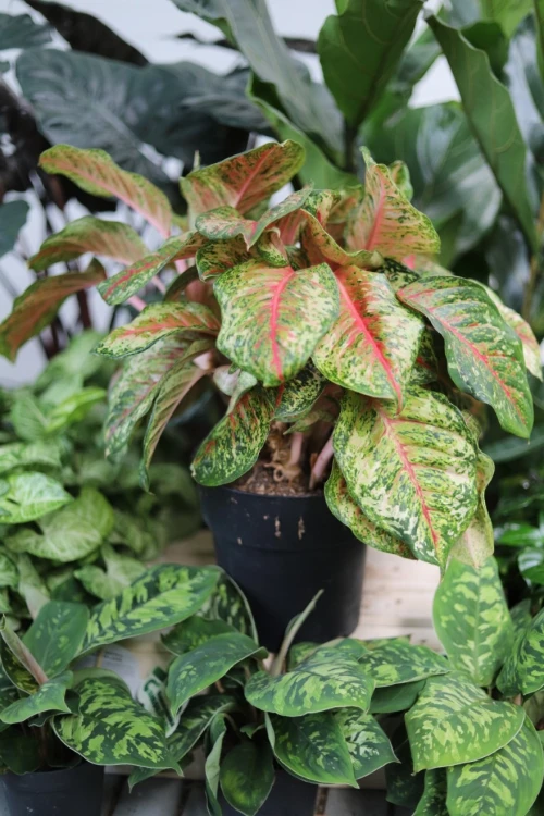 aglaonema painted celebration xl (2).JPG