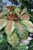 aglaonema painted celebration xl (3).JPG