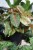 aglaonema painted celebration xl (4).JPG
