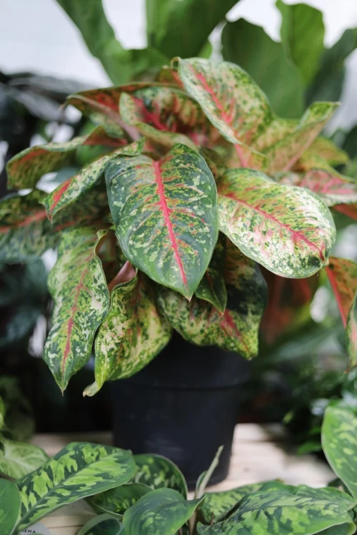aglaonema painted celebration xl (4).JPG