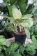 aglaonema grand blossom xl (1).JPG