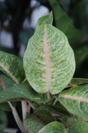 aglaonema grand blossom xl (2).JPG