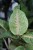 aglaonema grand blossom xl (2).JPG