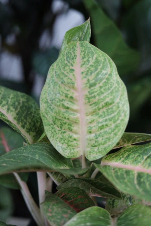 aglaonema grand blossom xl (2).JPG