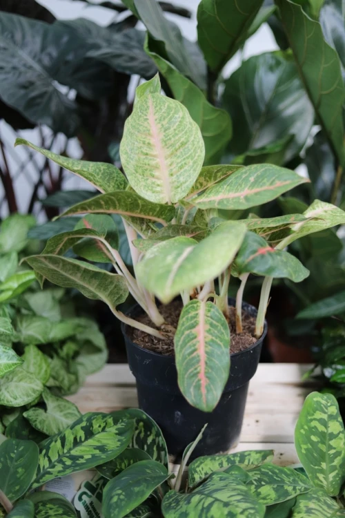 aglaonema grand blossom xl (3).JPG