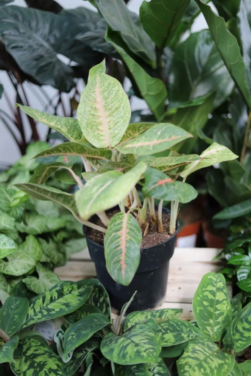 aglaonema grand blossom xl (4).JPG