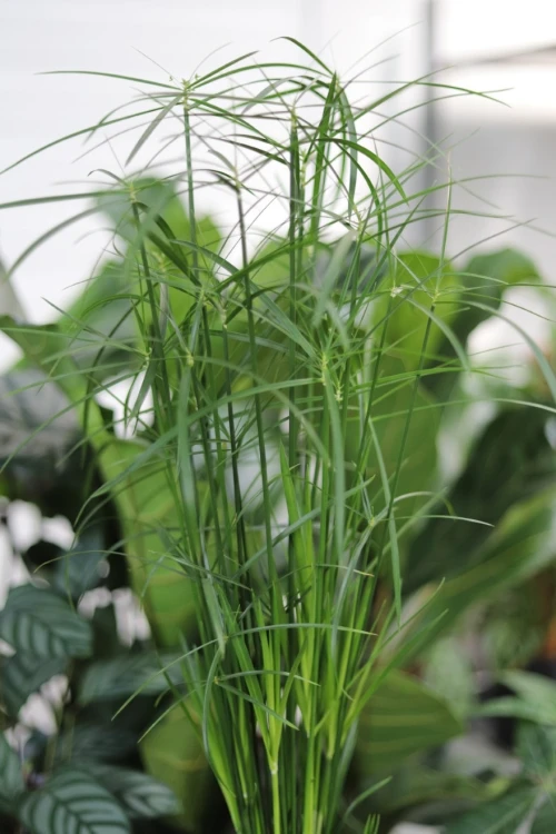 Cyperus Alternifolius Gracilis (2).JPG