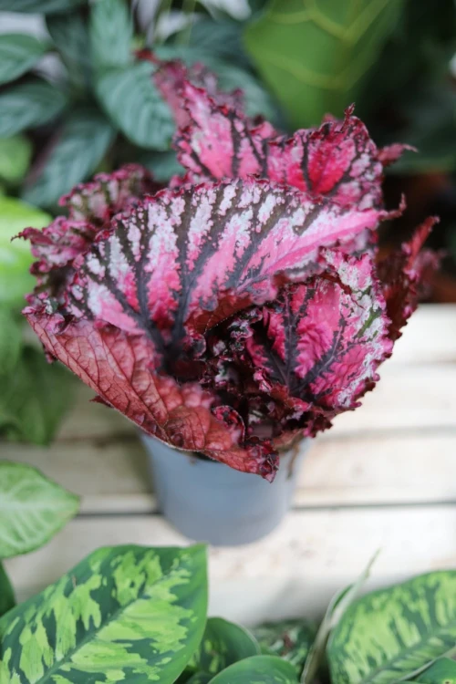 Begonia ‘Lambada’  (2).JPG