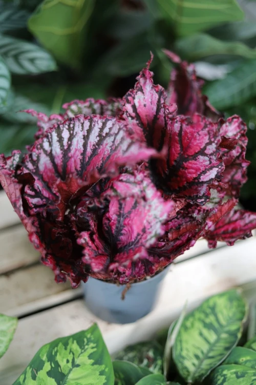 Begonia ‘Lambada’  (3).JPG