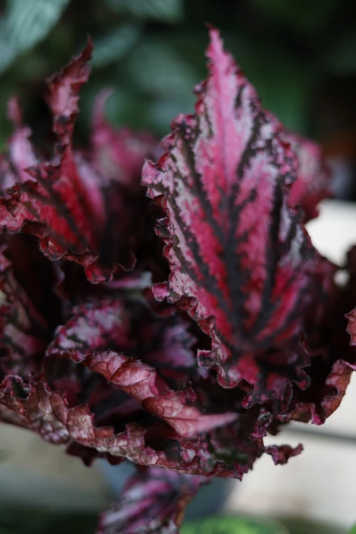 Begonia ‘Lambada’  (4).JPG