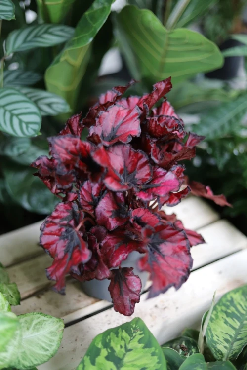 begonia inca night (1).JPG