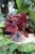 begonia inca night (2).JPG