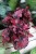 begonia inca night (3).JPG
