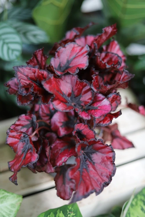 begonia inca night (3).JPG
