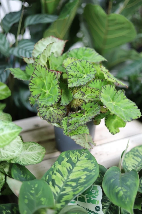 begonia frog master (4).JPG