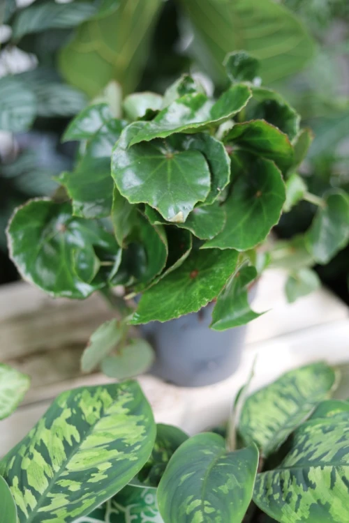 begonia black jungle (2).JPG
