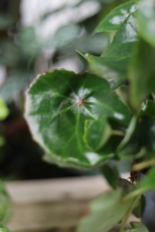 begonia black jungle (3).JPG
