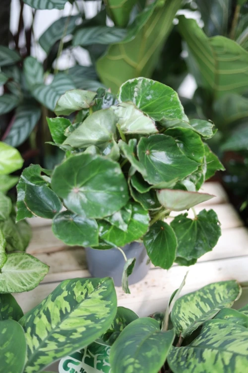 begonia black jungle (1).JPG