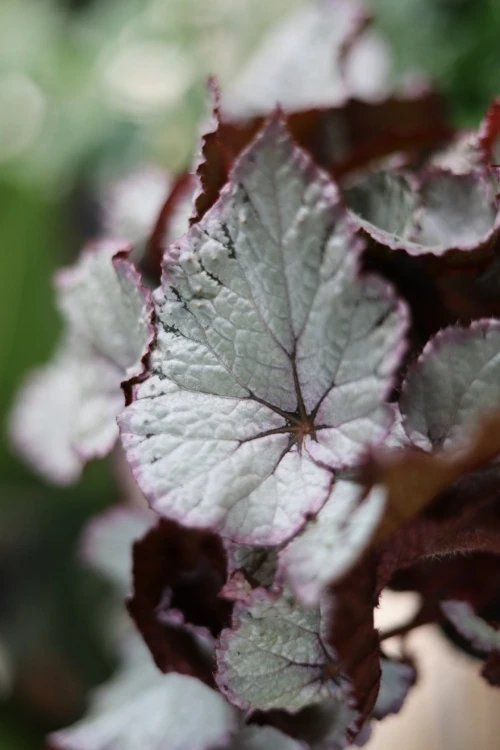 begonia silver pink (1).JPG