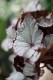 begonia silver pink (1).JPG