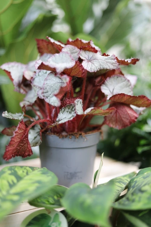 begonia silver pink (2).JPG