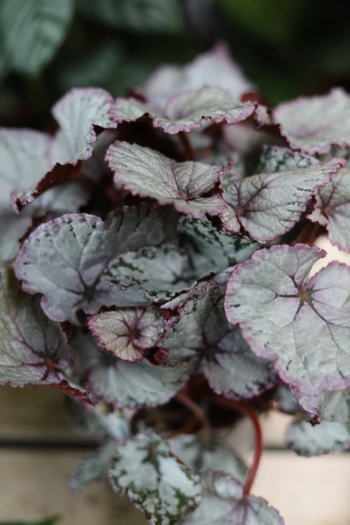 begonia silver pink (5).JPG