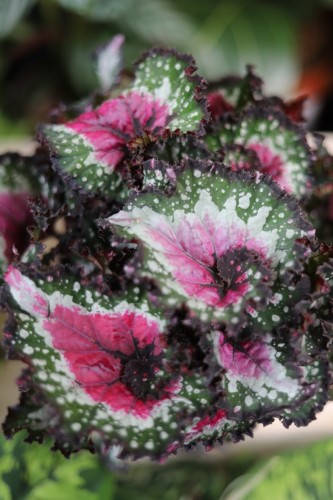 Begonia Alaska Creek