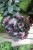 Begonia Alaska Creek 1
