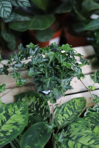 Hedera helix 'Ivalace' (2).JPG