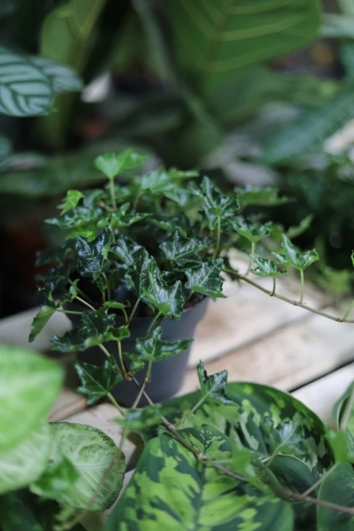 Hedera helix 'Ivalace' (3).JPG