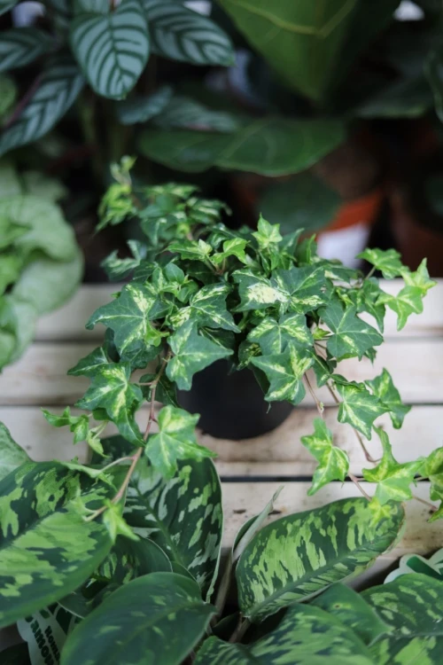 Hedera helix ‘Golden Jytte’ (2).JPG