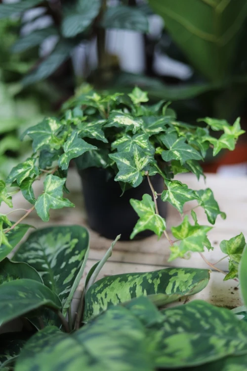 Hedera helix ‘Golden Jytte’ (3).JPG