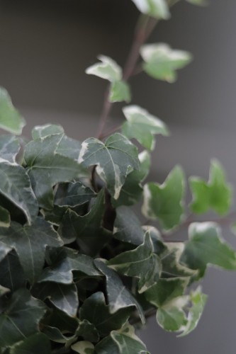 hedera helix mona lisa (1).JPG
