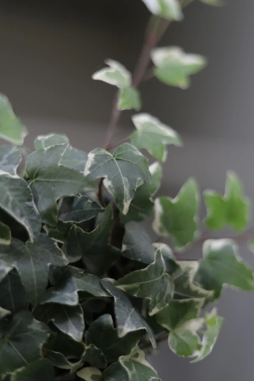 hedera helix mona lisa (1).JPG