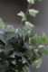 hedera helix mona lisa (1).JPG