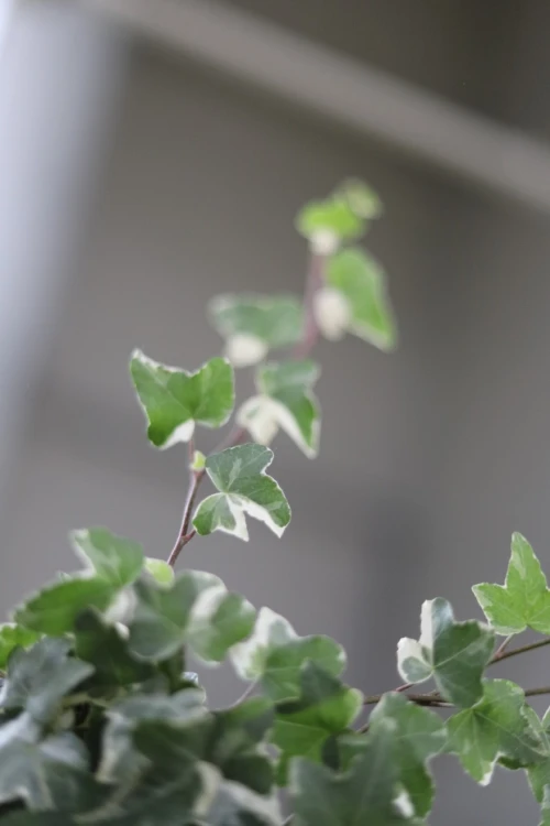 hedera helix mona lisa (2).JPG