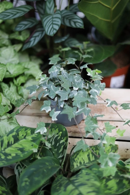 hedera helix mona lisa (3).JPG