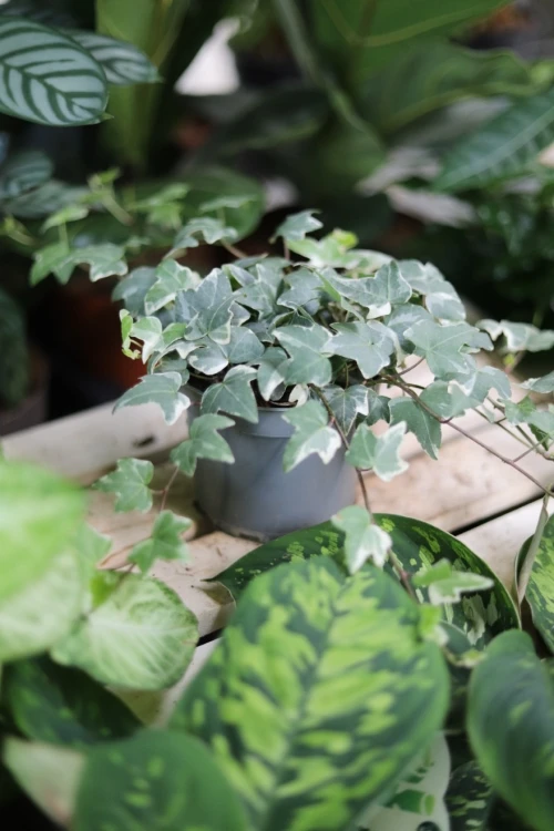 hedera helix mona lisa (4).JPG