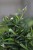 hedera helix evergreen (1).JPG