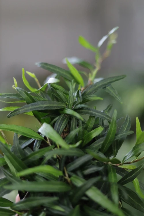 hedera helix evergreen (1).JPG