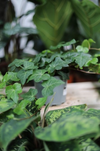 hedera helix wonder (1).JPG
