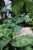 hedera helix wonder (1).JPG