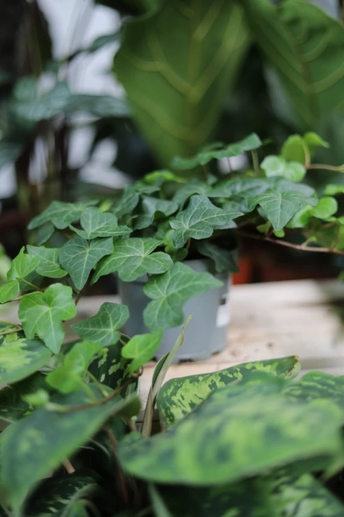 hedera helix wonder (1).JPG